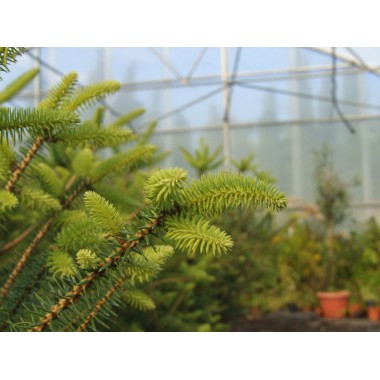 Abies pinsapo - Pinsapo