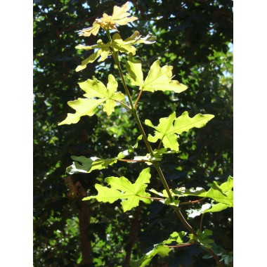 Acer campestre - Arce común