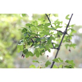 Acer monspessulanum - Arce de Montpellier