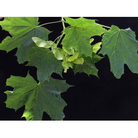 Acer platanoides - Arce real