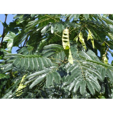 Albizia julibrissin - Acacia de Constantinopla