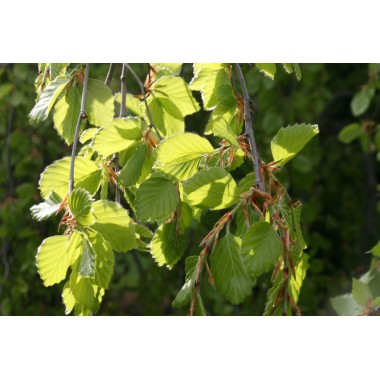 Alnus glutinosa - Aliso