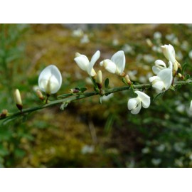 Cytisus multiflorus - Escoba Blanca