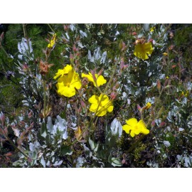 Halimium atriplicifolium - Jara Blanca