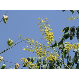 Koelreuteria paniculata - Jabonero de China