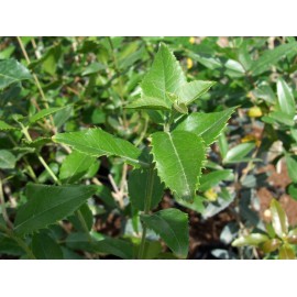 Phillyrea latifolia - Labiérnago negro