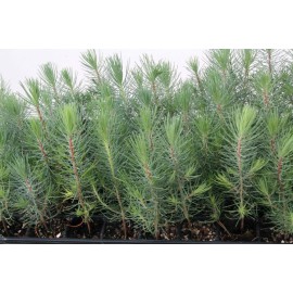 Pinus halepensis - Pino carrasco