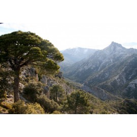 Pinus pinaster - Pino resinero Pino marítimo