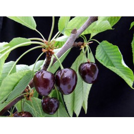 Prunus avium - Cerezo