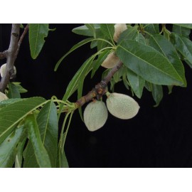 Prunus dulcis - Almendro
