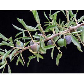 Prunus spinosa - Endrino