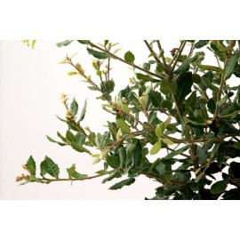 Quercus ilex ilex - Encina
