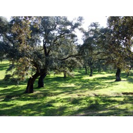 Quercus suber - Alcornoque