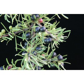Rhamnus lyciodes - Espino negro
