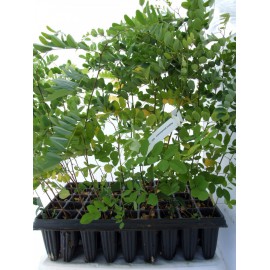 Robinia pseudoacacia - Falsa acacia