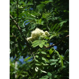 Sorbus domestica - Serbal común