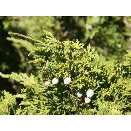 Juniperus sabina - Sabina rastrera
