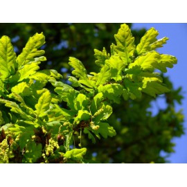 Quercus robur - Carvallo