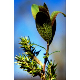 Salix atrocinerea - Sarga negra