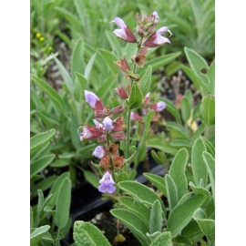 Salvia officinalis - Salvia común