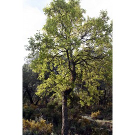 Quercus faginea - Quejigo