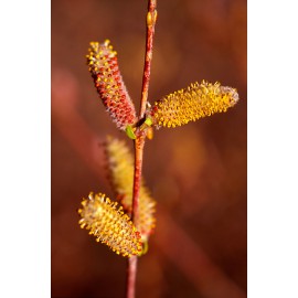 Salix purpurea - Mimbrera