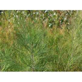 CASUARINA EQUISETIFOLIA - CASUARINA (Bandeja 54 unidades)