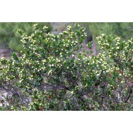 MYRTUS COMMUNIS - ARRAYÁN (Bandeja 54 unidades)