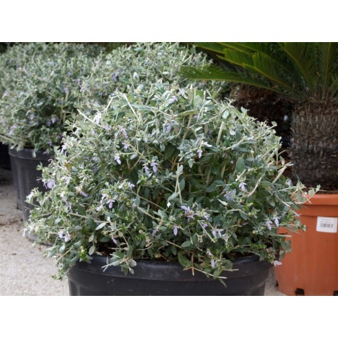 Teucrium fruticans Olivilla Compra de