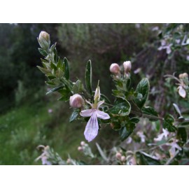 Teucrium fruticans - Olivilla (Bandeja 45 unidades)