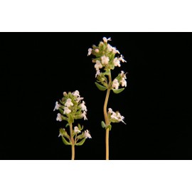 Thymus vulgaris - Tomillo común (Bandeja 45 unidades)