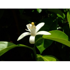 Citrus aurantium - Naranjo amargo (Bandeja 45Uds)