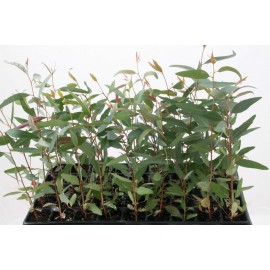 Eucaliptus camaldulensis - Eucalipto rojo (Bandeja 45 Unidades)