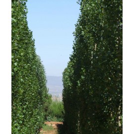 Populus nigra - Chopo (Bandeja 54 Unidades)