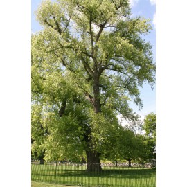 POPULUS ALBA - ÁLAMO BLANCO (Bandeja 54 unidades)