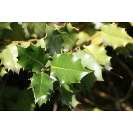 Quercus coccifera - Coscoja (Bandeja 45 Unidades)