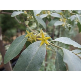 Elaeagnus angustifolia - Árbol del Paraíso (Bandeja 45 Unidades)