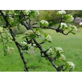 CRATAEGUS MONOGYNA - MAJUELO, ESPINO BLANCO (Bandeja 60 unidades)