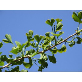 Ginkgo biloba - Gingo (Bandeja 45 unidades)