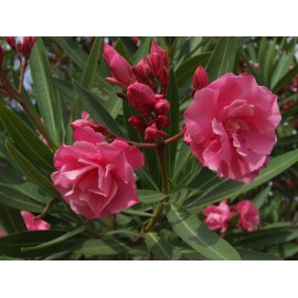 NERIUM OLEANDER - ADELFA (Bandeja 45 unidades)