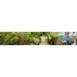 Compra Plantas, Arbustos y Árboles de exterior online | soydecampo.com